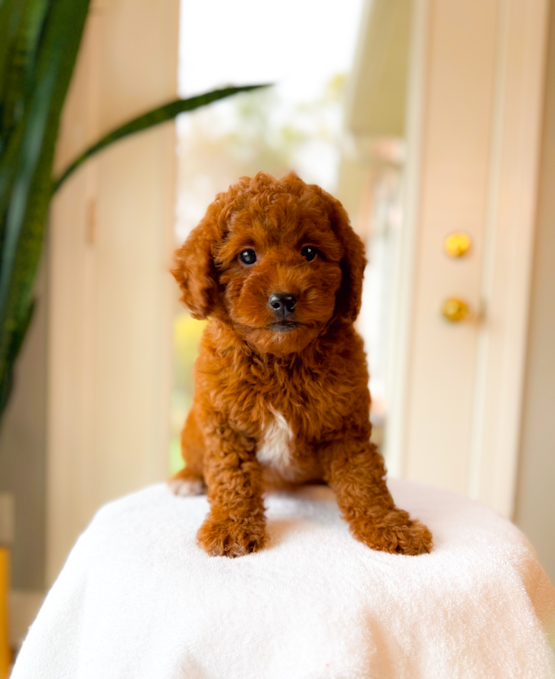Mini Goldendoodle Pup Being Cute