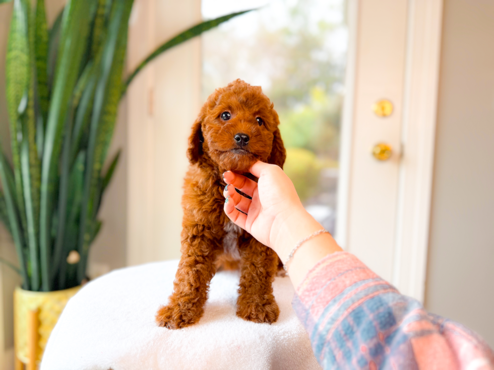 Mini Goldendoodle Puppy for Adoption
