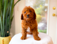 9 week old Mini Goldendoodle Puppy For Sale - Simply Southern Pups