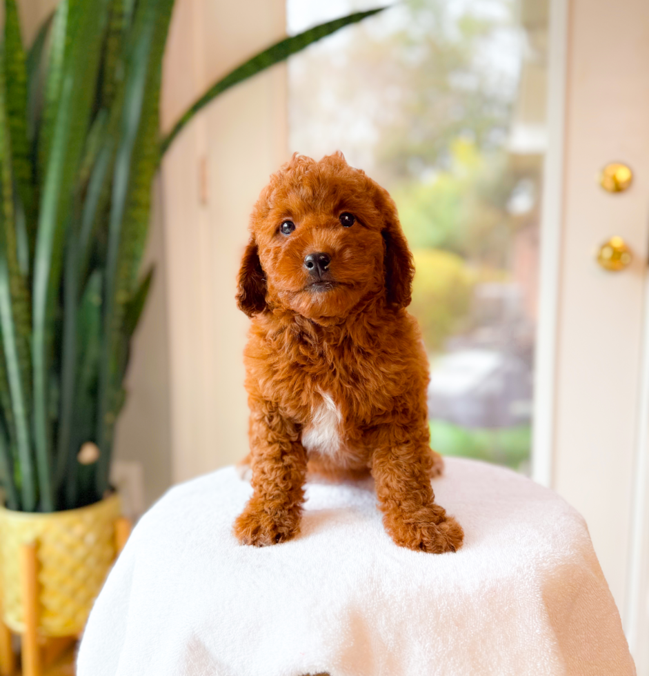 Best Mini Goldendoodle Baby
