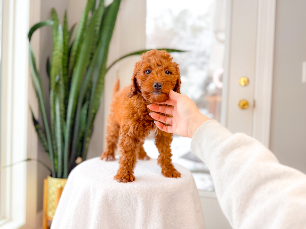 Cute Mini Goldendoodle Poodle Mix Pup