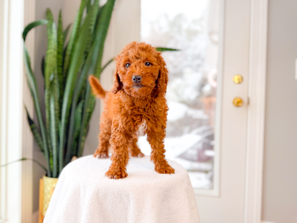 Cute Mini Goldendoodle Baby