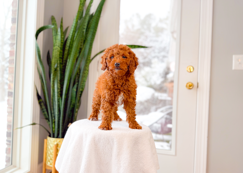 Cute Mini Goldendoodle Poodle Mix Pup