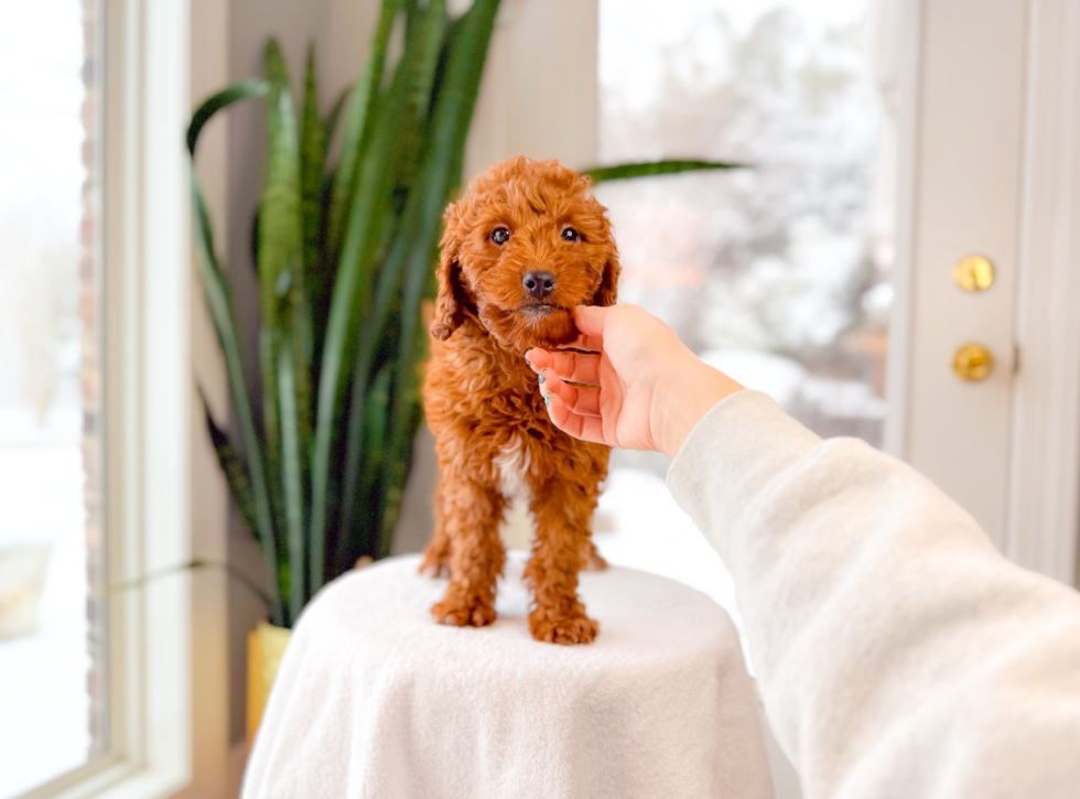 Cute Mini Goldendoodle Baby