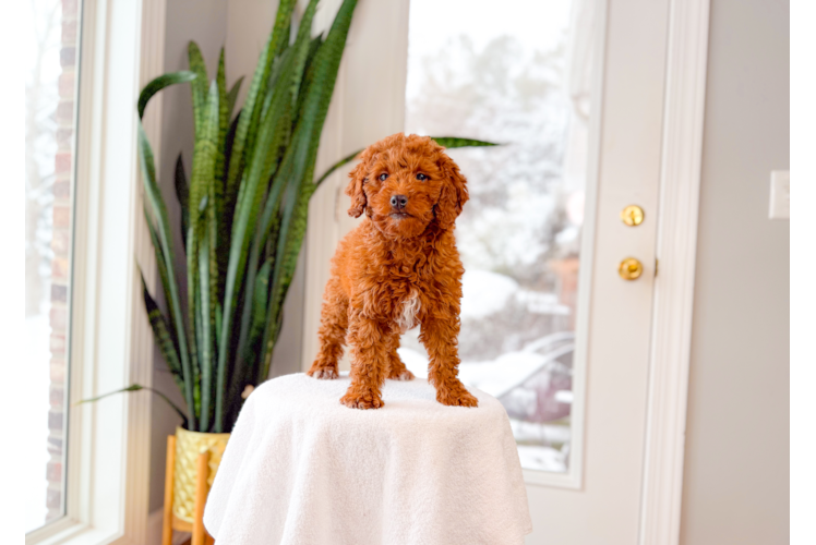 Mini Goldendoodle Pup Being Cute
