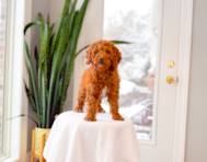 10 week old Mini Goldendoodle Puppy For Sale - Simply Southern Pups