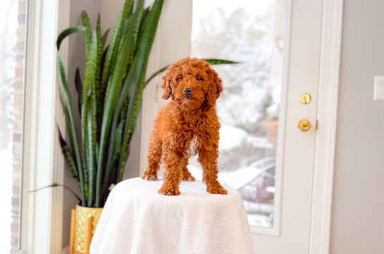 Mini Goldendoodle Pup Being Cute