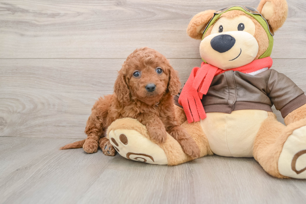 Fluffy Mini Goldendoodle Poodle Mix Pup