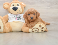 7 week old Mini Goldendoodle Puppy For Sale - Simply Southern Pups