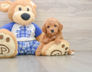6 week old Mini Goldendoodle Puppy For Sale - Simply Southern Pups