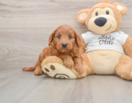 7 week old Mini Goldendoodle Puppy For Sale - Simply Southern Pups