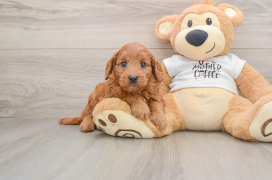 Mini Goldendoodle Pup Being Cute