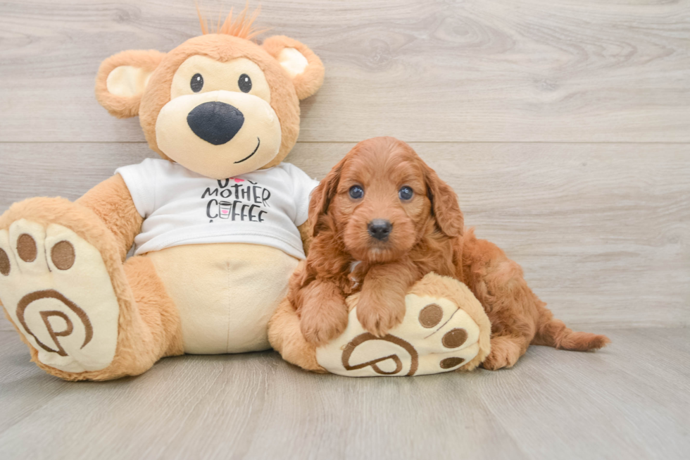 Energetic Golden Doodle Poodle Mix Puppy