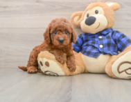 6 week old Mini Goldendoodle Puppy For Sale - Simply Southern Pups