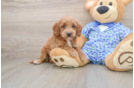 Mini Goldendoodle Puppy for Adoption