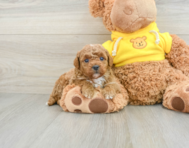 8 week old Mini Goldendoodle Puppy For Sale - Simply Southern Pups