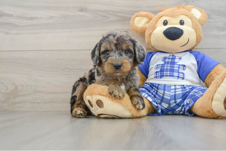 Cute Mini Goldendoodle Baby