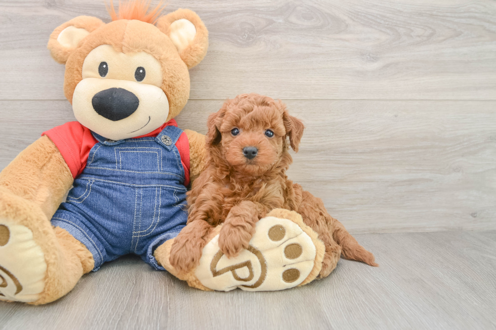 Fluffy Mini Goldendoodle Poodle Mix Pup