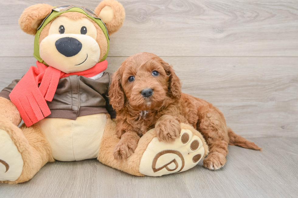 Popular Mini Goldendoodle Poodle Mix Pup