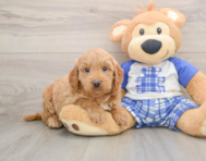 5 week old Mini Goldendoodle Puppy For Sale - Simply Southern Pups