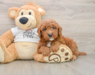 7 week old Mini Goldendoodle Puppy For Sale - Simply Southern Pups