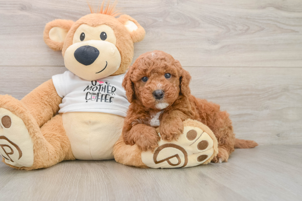 Friendly Mini Goldendoodle Baby