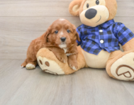 6 week old Mini Goldendoodle Puppy For Sale - Simply Southern Pups