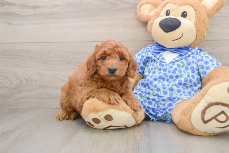Mini Goldendoodle Puppy for Adoption