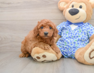 8 week old Mini Goldendoodle Puppy For Sale - Simply Southern Pups
