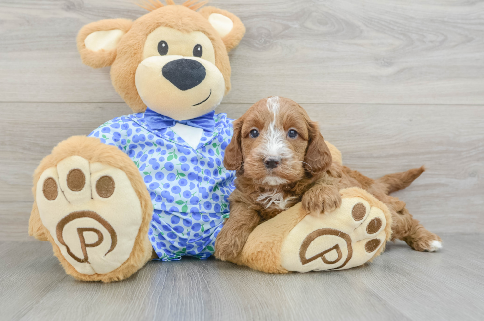 7 week old Mini Goldendoodle Puppy For Sale - Simply Southern Pups