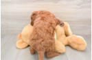 Energetic Golden Doodle Poodle Mix Puppy