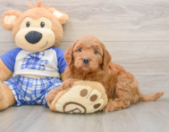 6 week old Mini Goldendoodle Puppy For Sale - Simply Southern Pups