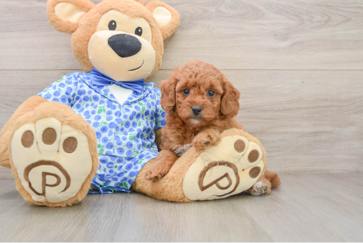 Mini Goldendoodle Puppy for Adoption