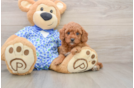Mini Goldendoodle Puppy for Adoption