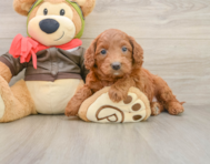 7 week old Mini Goldendoodle Puppy For Sale - Simply Southern Pups