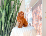 8 week old Mini Goldendoodle Puppy For Sale - Simply Southern Pups