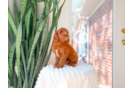 Cute Golden Doodle Poodle Mix Puppy