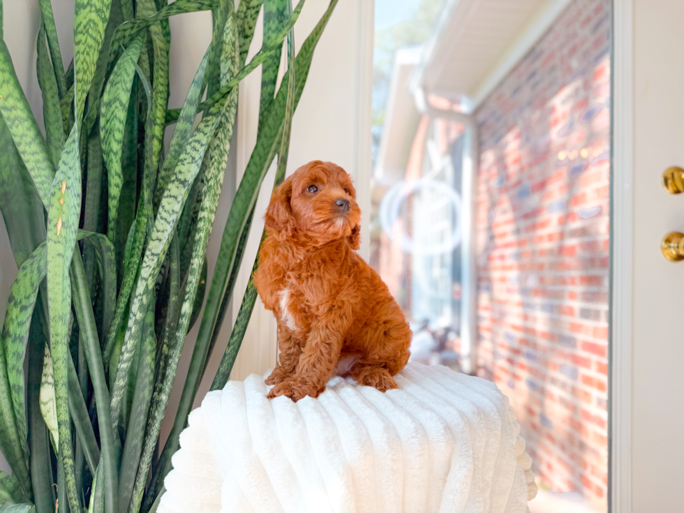 Cute Golden Doodle Poodle Mix Puppy