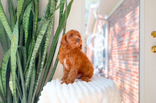 Cute Golden Doodle Poodle Mix Puppy