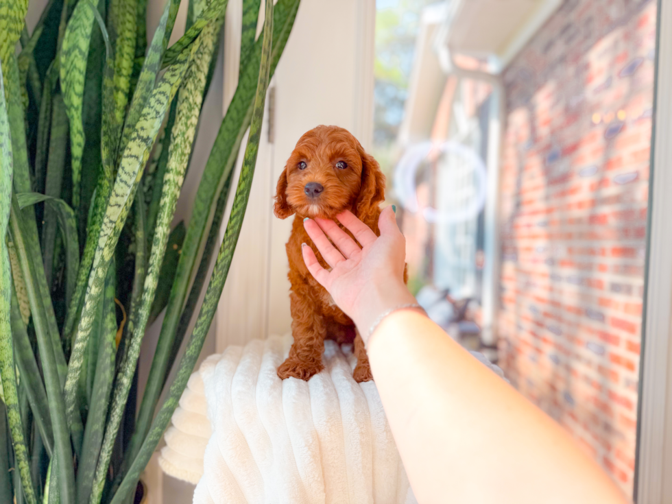 Cute Mini Goldendoodle Baby