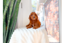 Mini Goldendoodle Puppy for Adoption