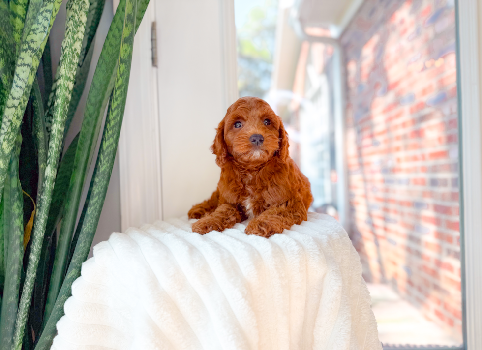 Mini Goldendoodle Puppy for Adoption