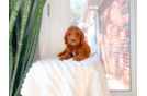 Cute Mini Goldendoodle Baby