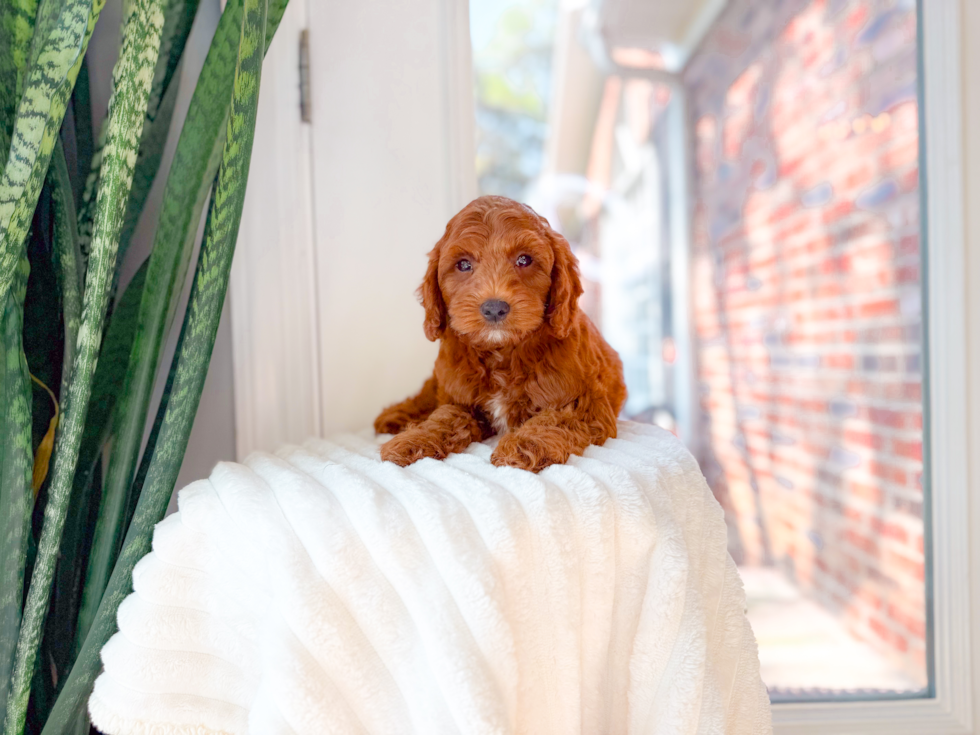 Cute Mini Goldendoodle Baby