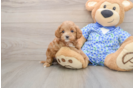 Smart Mini Goldendoodle Poodle Mix Pup