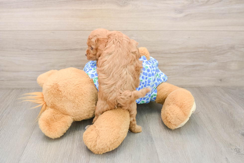 Happy Mini Goldendoodle Baby