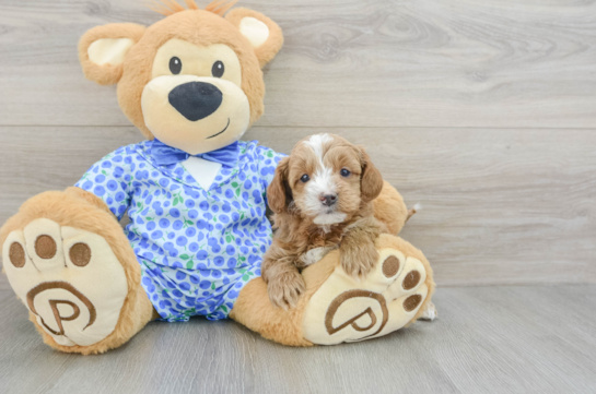 Mini Goldendoodle Pup Being Cute