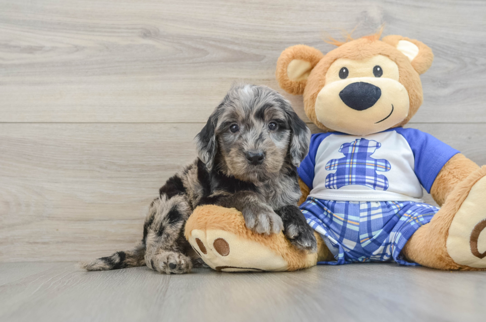 5 week old Mini Goldendoodle Puppy For Sale - Simply Southern Pups