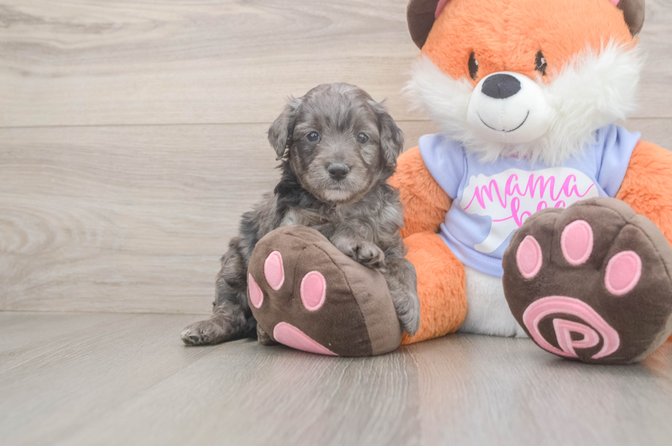 5 week old Mini Goldendoodle Puppy For Sale - Simply Southern Pups