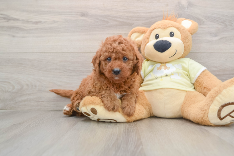 Energetic Golden Doodle Poodle Mix Puppy